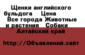 Щенки английского бульдога  › Цена ­ 60 000 - Все города Животные и растения » Собаки   . Алтайский край